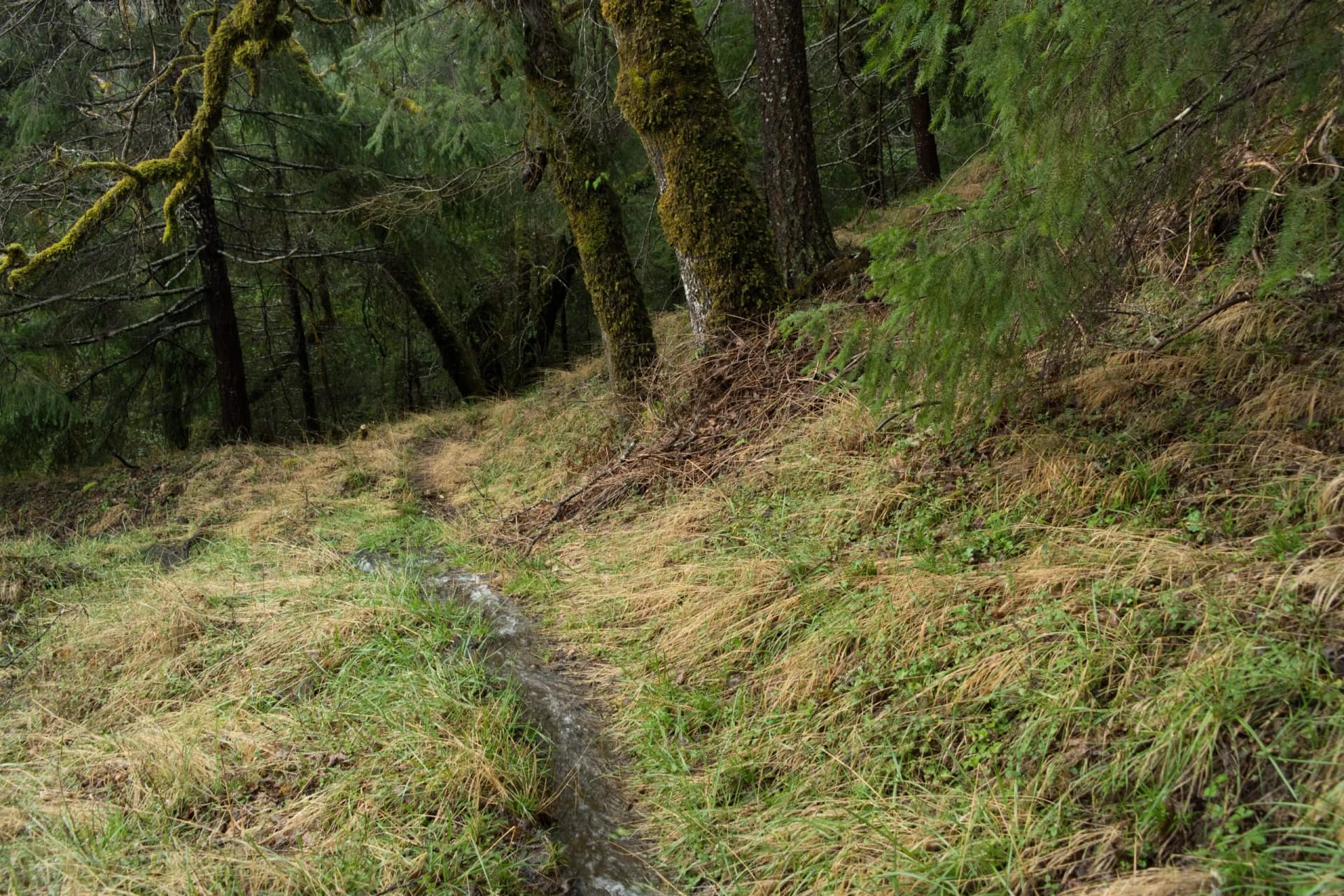 Hiking trail runoff flowing through grassy slope in dense, mossy forest near Rogue River.