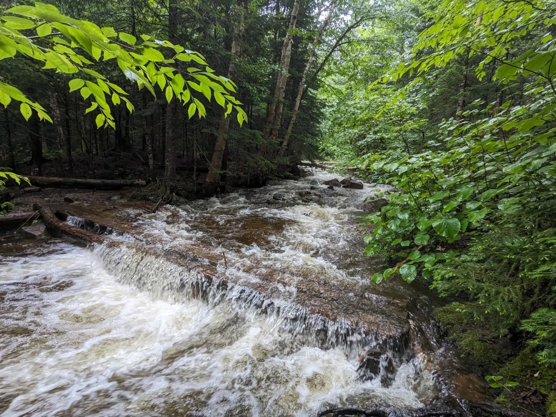 Rushing stream with white water cascading over rocks and logs in a dense green forest.