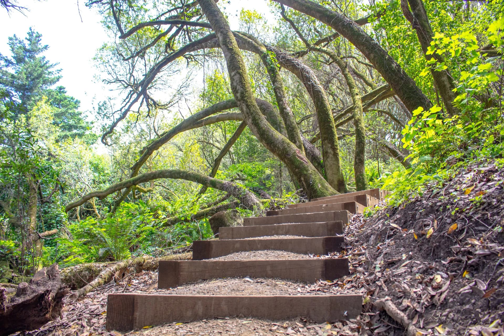 Wooden steps ascending a mossy, forested trail with dense green foliage.