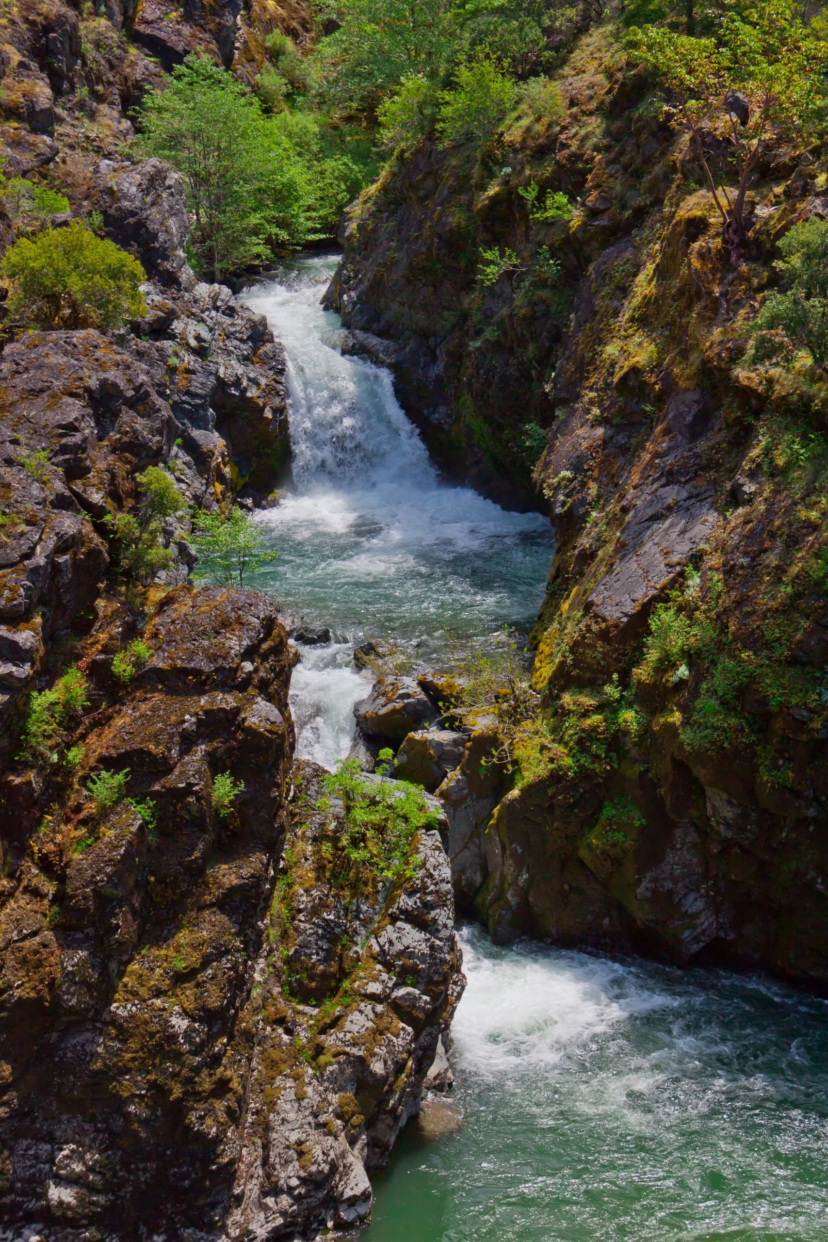 Whitewater rapids flowing through a steep, rocky canyon with green foliage in Mule Creek Canyon.
