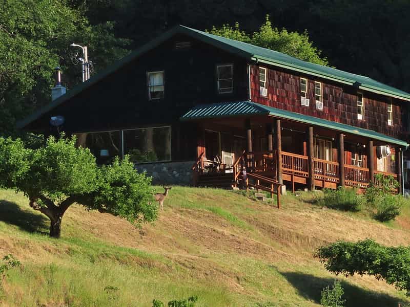 Wooden lodge with green roof on grassy hill with deer near a small tree
