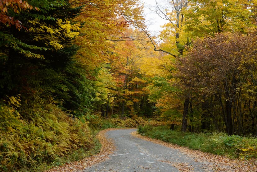 Vermont autumn forest trail with vibrant yellow and orange foliage