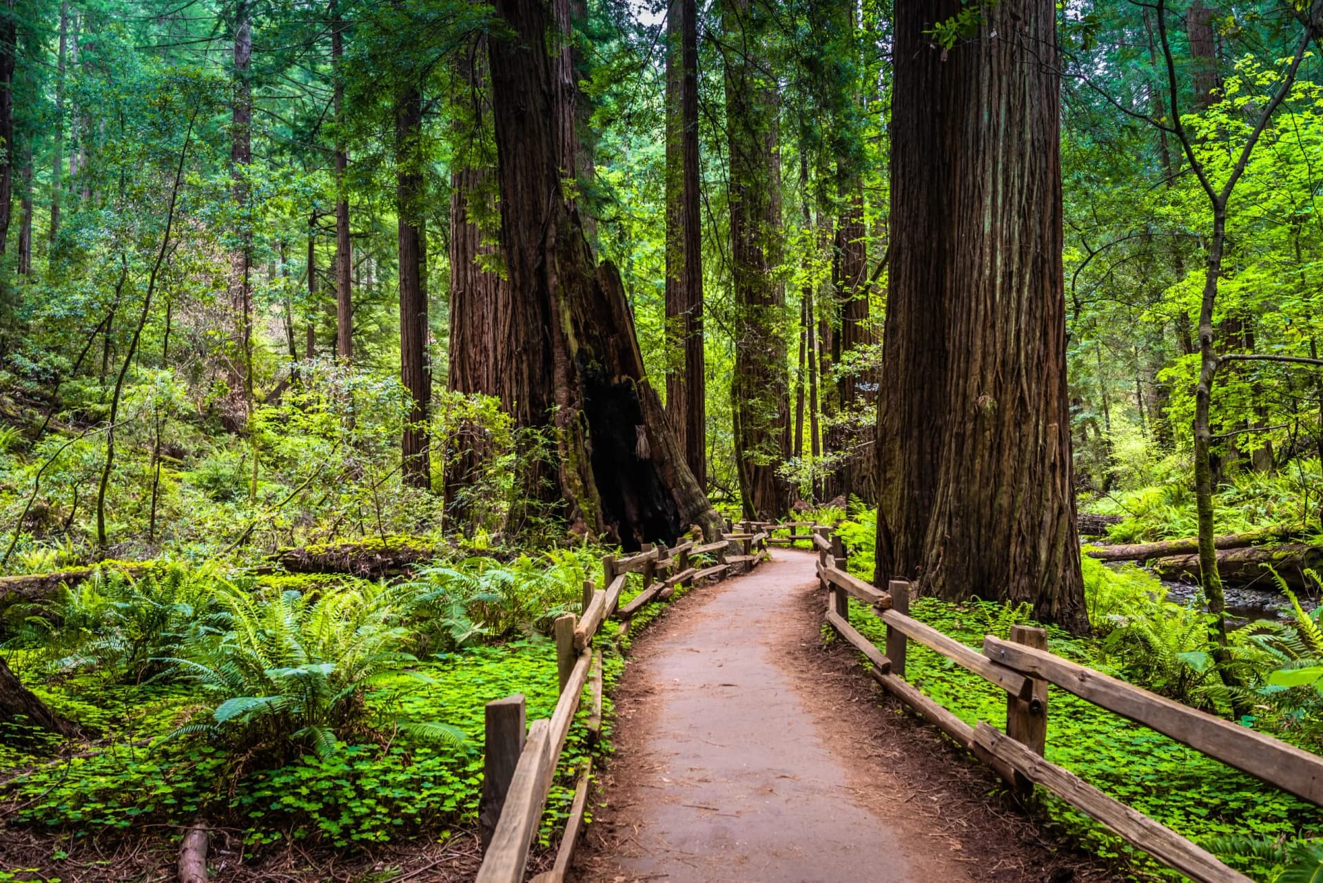 trails wind among the trees, towering old-growth redwood trees, Mount Tamalpais at State Park, part of California’s Golden Gate National Recreation Area, north of San Francisco.