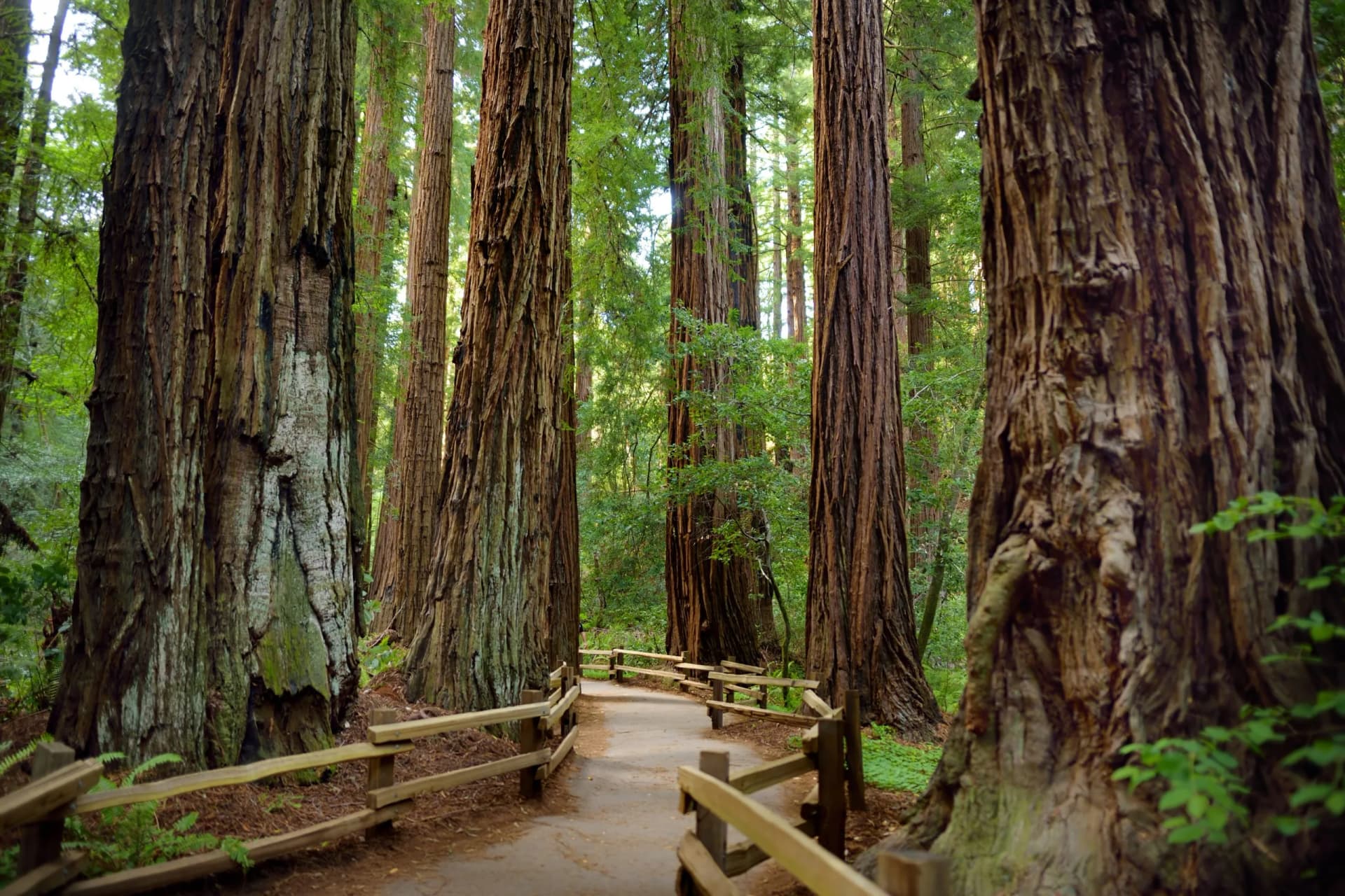 Hiking trails through giant redwoods in Muir forest near San Francisco, California