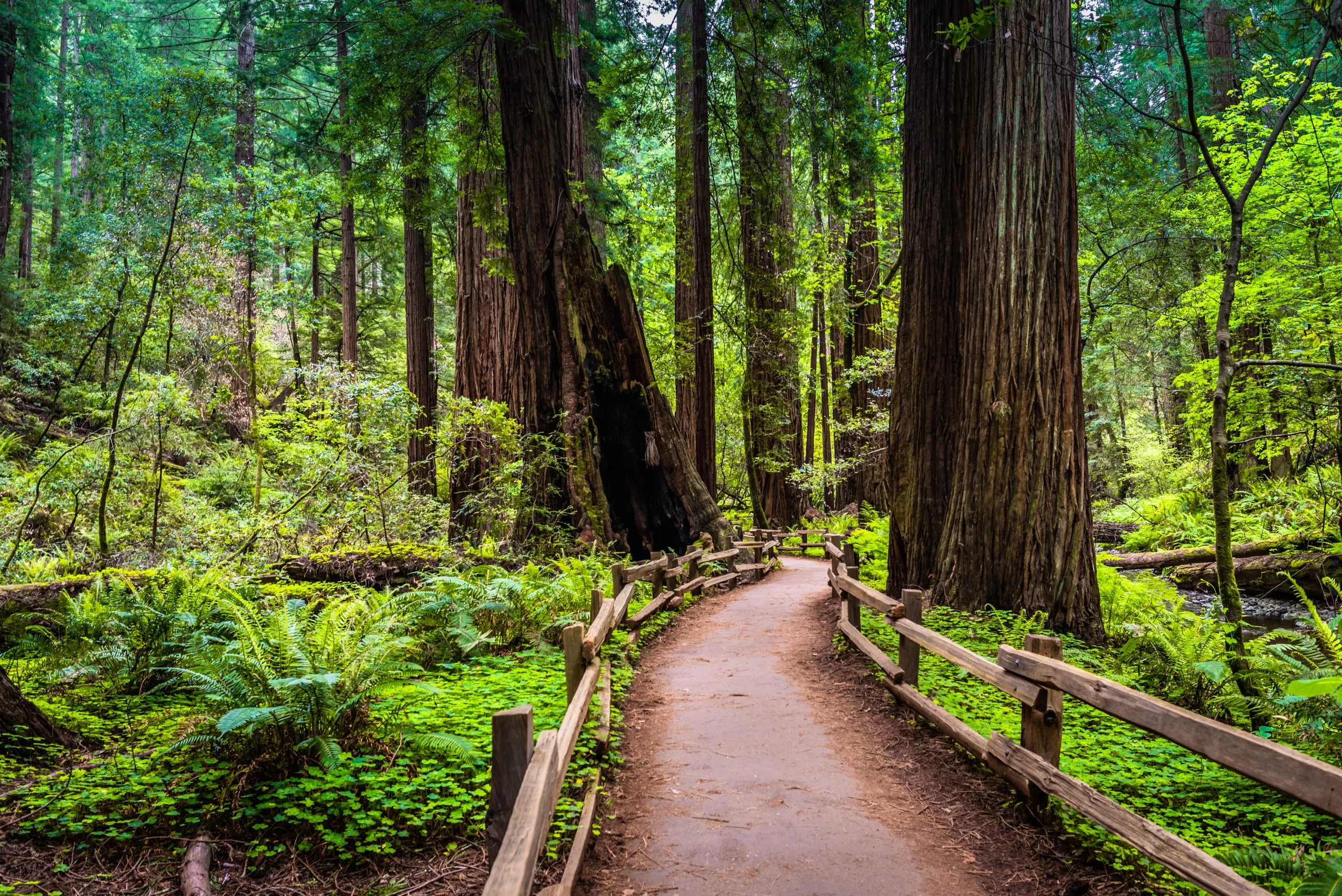 trails wind among the trees, towering old-growth redwood trees,  Mount Tamalpais at State Park, part of California’s Golden Gate National Recreation Area, north of San Francisco.